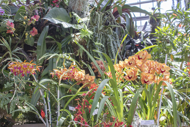 San Diego Botanic Garden’s World of Orchids