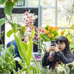 San Diego Botanic Garden’s World of Orchids