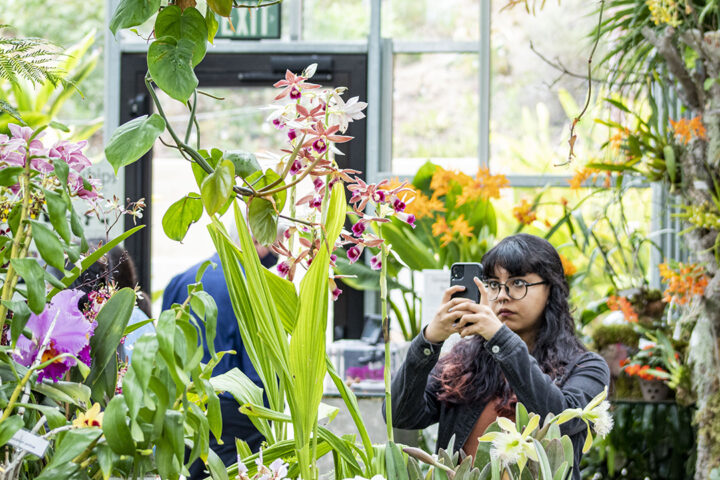 San Diego Botanic Garden’s World of Orchids