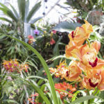San Diego Botanic Garden’s World of Orchids