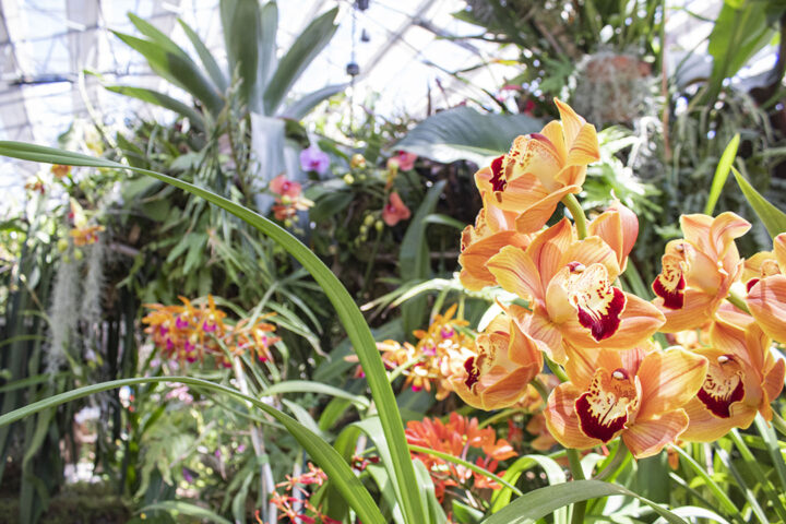 San Diego Botanic Garden’s World of Orchids