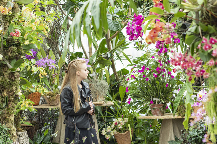 San Diego Botanic Garden’s World of Orchids