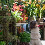 San Diego Botanic Garden’s World of Orchids