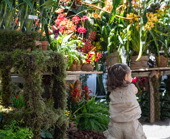 San Diego Botanic Garden’s World of Orchids