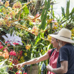San Diego Botanic Garden’s World of Orchids