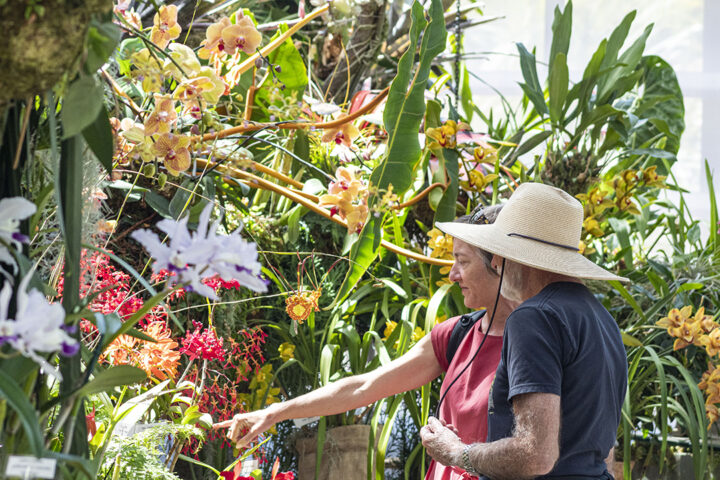 San Diego Botanic Garden’s World of Orchids