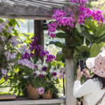 San Diego Botanic Garden’s World of Orchids