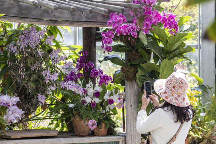 San Diego Botanic Garden’s World of Orchids