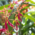 San Diego Botanic Garden’s World of Orchids