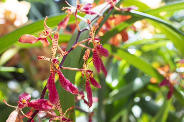San Diego Botanic Garden’s World of Orchids
