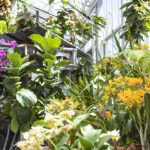 San Diego Botanic Garden’s World of Orchids