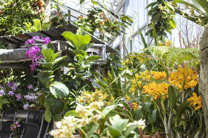San Diego Botanic Garden’s World of Orchids