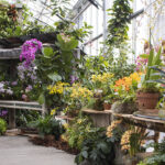 San Diego Botanic Garden’s World of Orchids