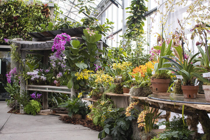 San Diego Botanic Garden’s World of Orchids