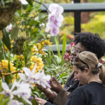 San Diego Botanic Garden’s World of Orchids