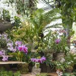 San Diego Botanic Garden’s World of Orchids