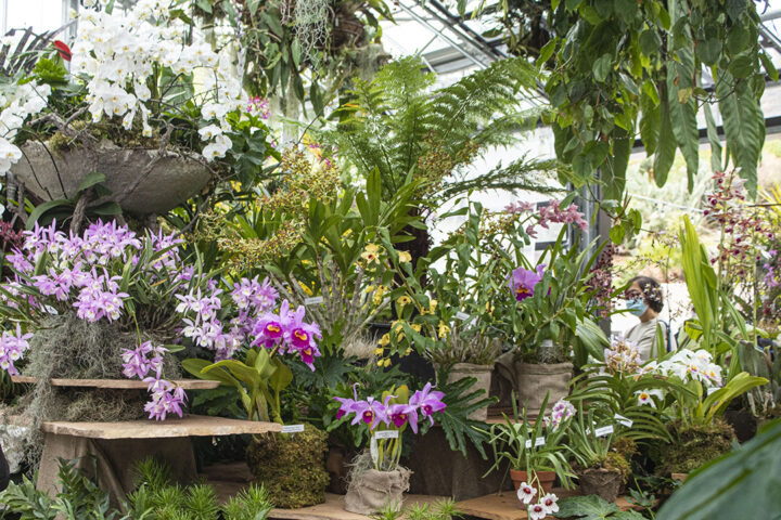 San Diego Botanic Garden’s World of Orchids