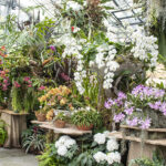 San Diego Botanic Garden’s World of Orchids