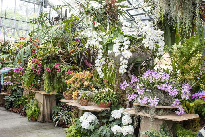San Diego Botanic Garden’s World of Orchids