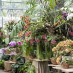 San Diego Botanic Garden’s World of Orchids