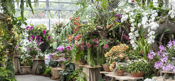 San Diego Botanic Garden’s World of Orchids
