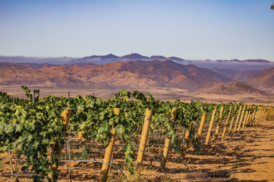 El Cielo’s vast vineyards produce award-winning wines