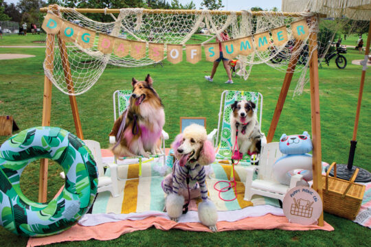 Kahoots Dog Days of Summer