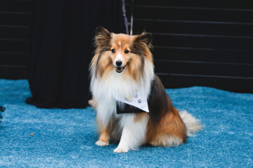 San Diego Humane Society’s 39th Annual Fur Ball