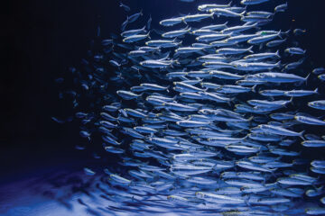 Birch Aquarium at Scripps