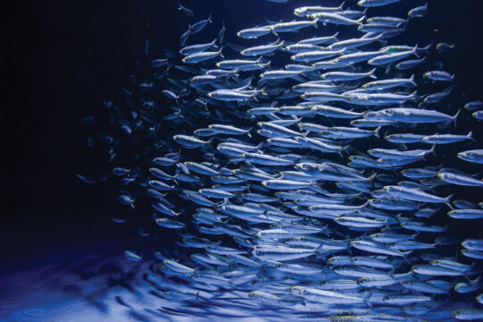 Birch Aquarium at Scripps