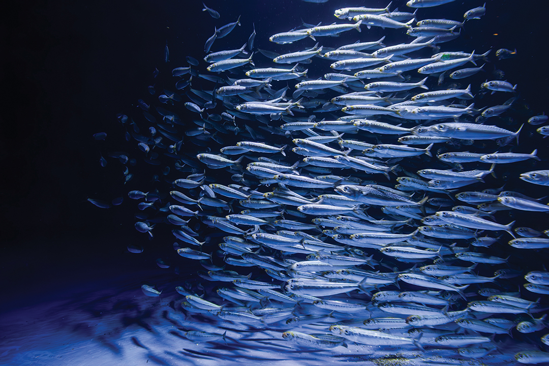 Birch Aquarium at Scripps