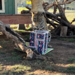 Christmas with the Animals at Lions Tigers & Bears