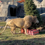 Christmas with the Animals at Lions Tigers & Bears