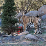 Christmas with the Animals at Lions Tigers & Bears