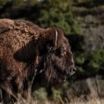Livestock at C4 Ranch enhances the SEAL families’ experiences in nature