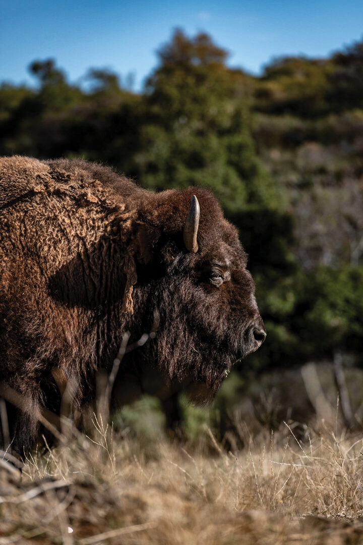 Livestock at C4 Ranch enhances the SEAL families’ experiences in nature