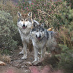California Wolf Center