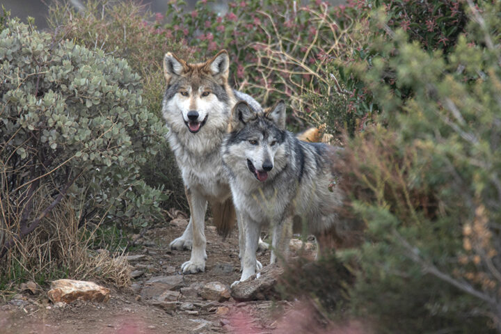 California Wolf Center