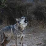 California Wolf Center