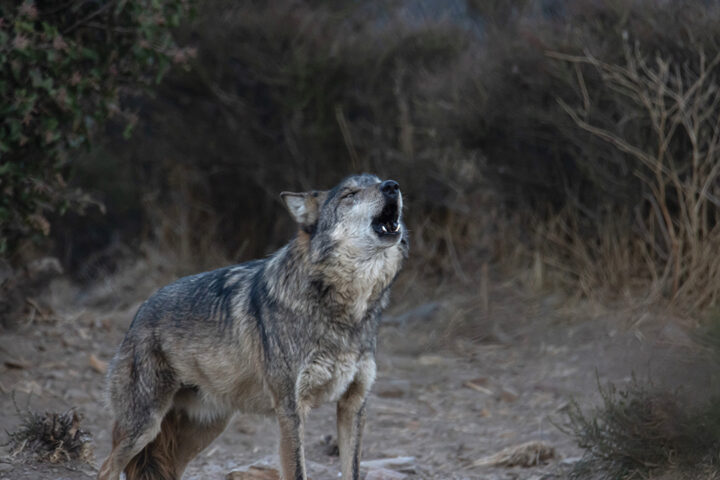 California Wolf Center