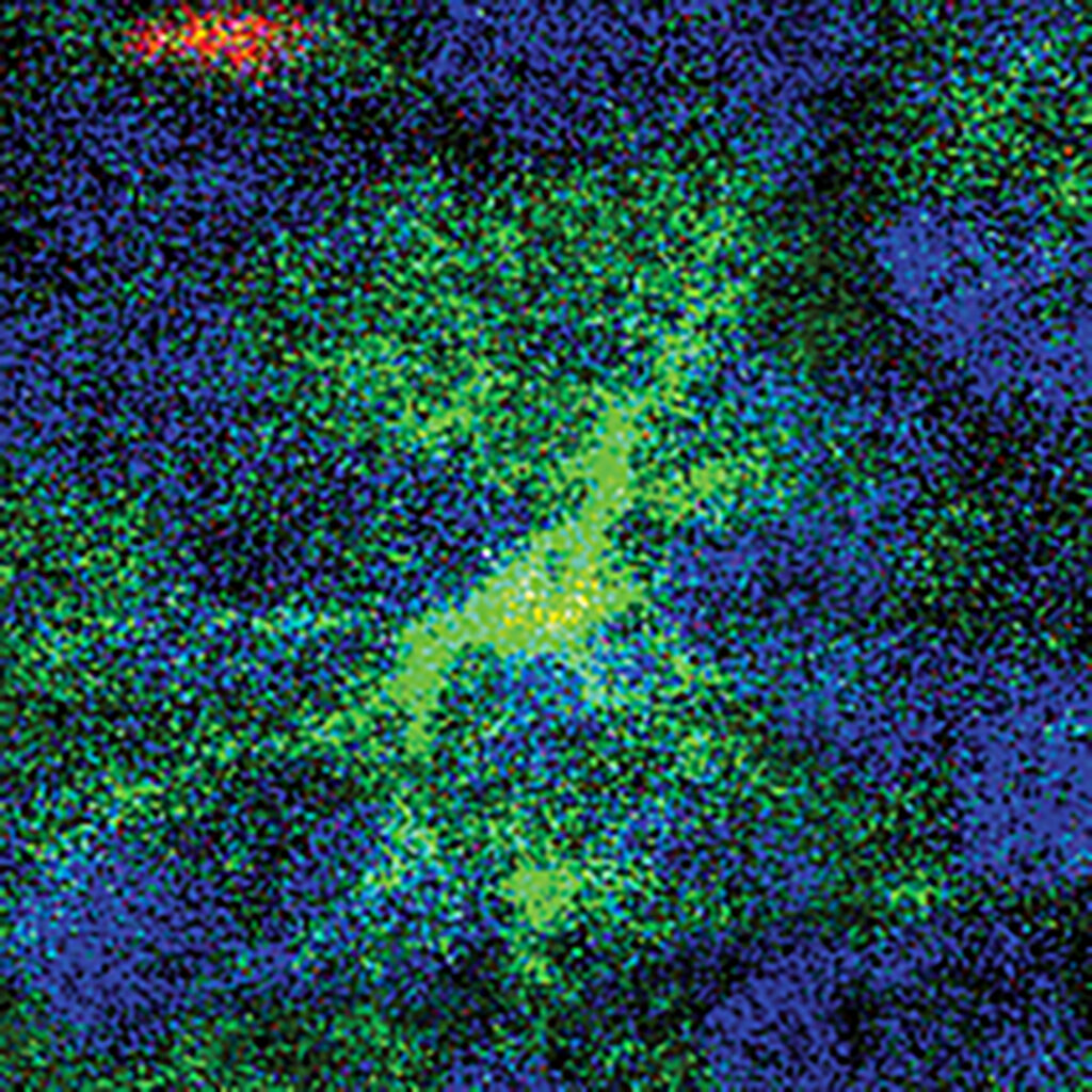 Astrocyte (green) and neuron (blue) in the mouse visual cortex.