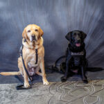 K9 Lyle Hope and K9 Phoebe Zorra