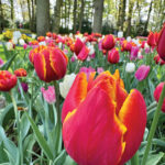 Tulip season lasts from late March to mid-May