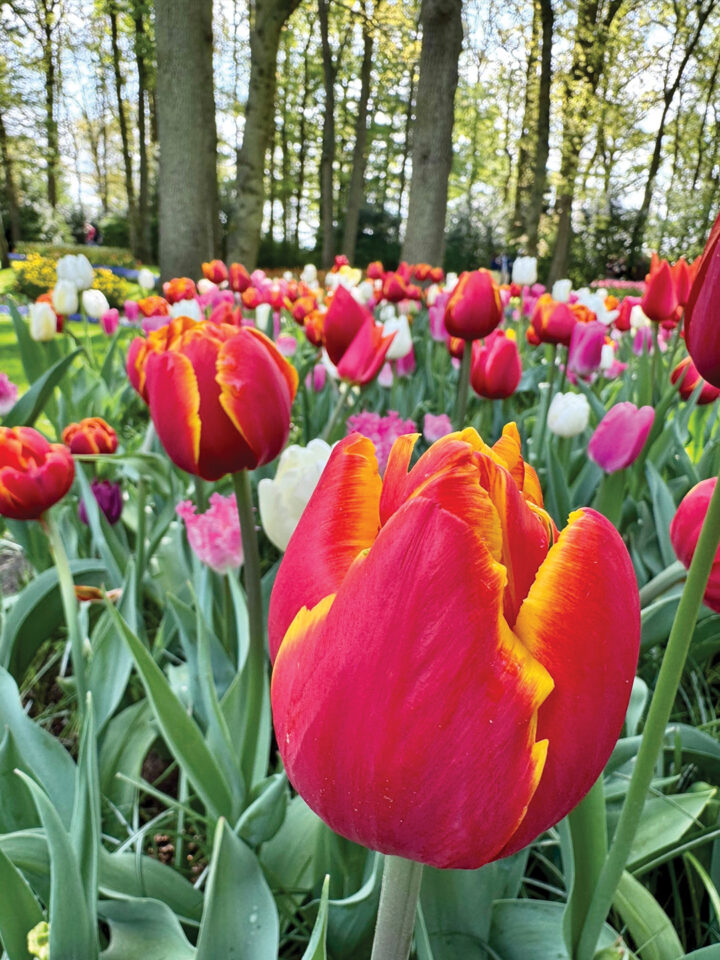Tulip season lasts from late March to mid-May