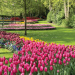 Tulip season lasts from late March to mid-May