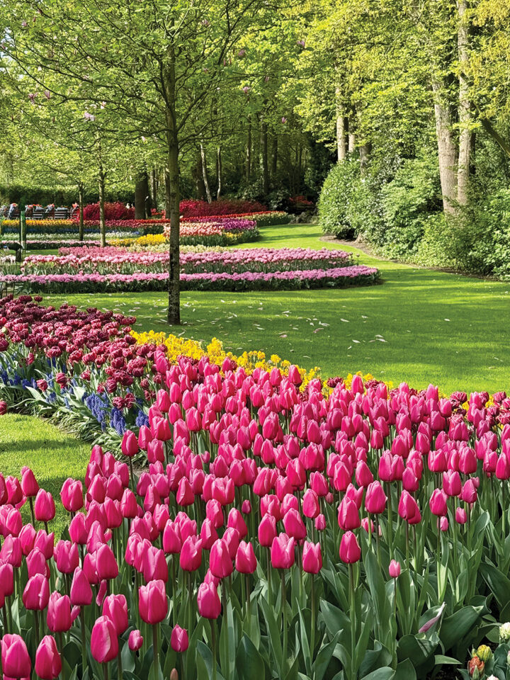 Tulip season lasts from late March to mid-May