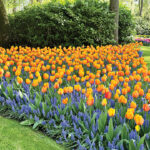 Tulip season lasts from late March to mid-May