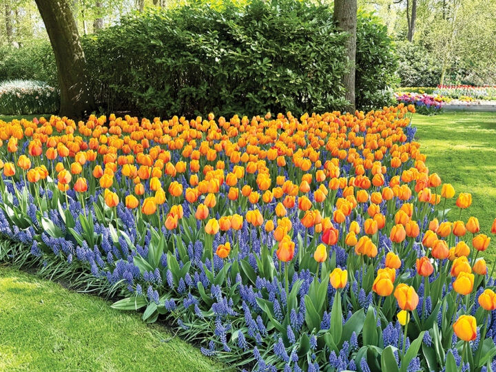 Tulip season lasts from late March to mid-May