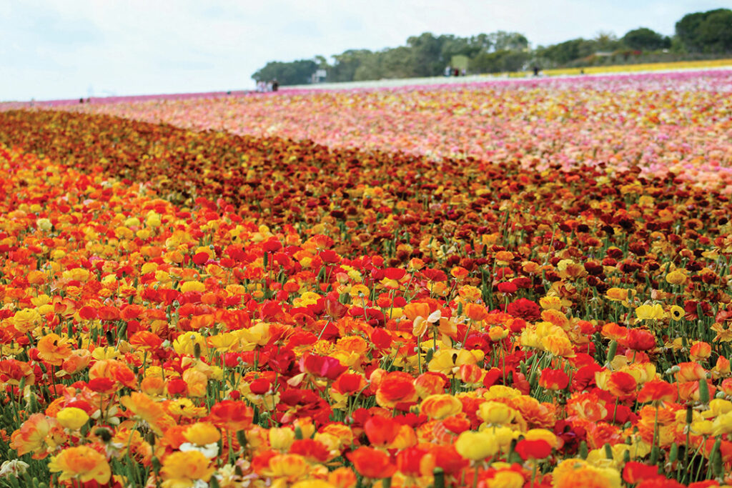 The Flower Fields