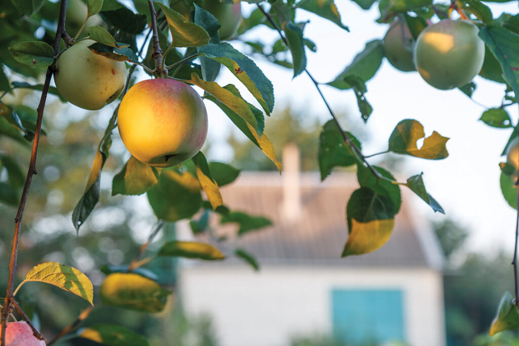 Ripe red and unripe apples on tree in sunny day with country house